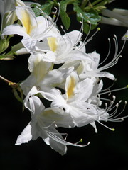Rhododendron occidentale