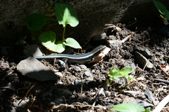 Plestiodon finitimus