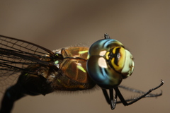 Aeshna mixta