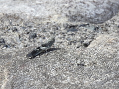 Eusphingonotus japonicus