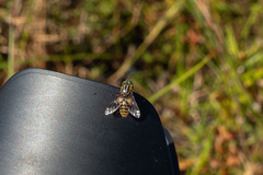 Chrysops divaricatus