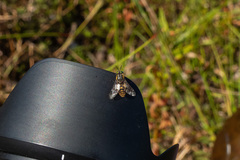 Chrysops divaricatus