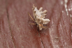 Phyllomorpha laciniata