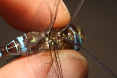 Aeshna mixta