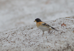 Fringilla montifringilla