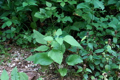 Alkekengi officinarum