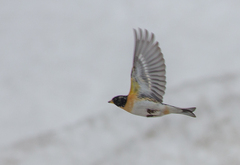 Fringilla montifringilla
