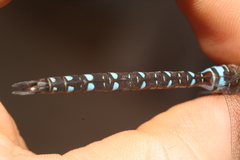 Aeshna mixta