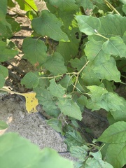 Ampelopsis cordata