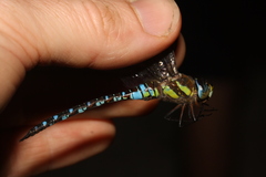 Aeshna mixta