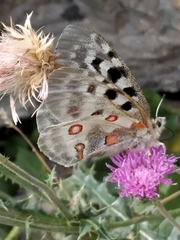 Parnassius apollo