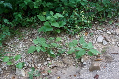 Alkekengi officinarum