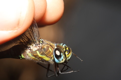 Aeshna mixta