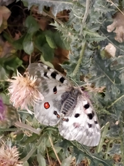 Parnassius apollo