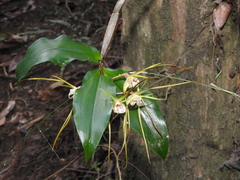 Dendrobium tetragonum