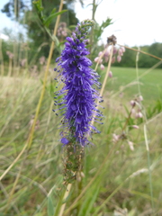 Veronica spicata