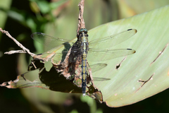 Orthetrum albistylum speciosum