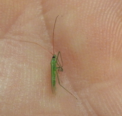 Trigonotylus