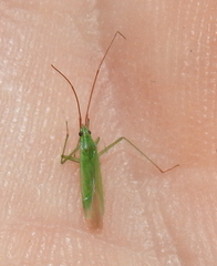Trigonotylus