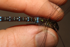 Aeshna mixta