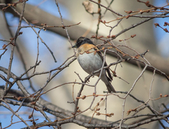 Fringilla montifringilla