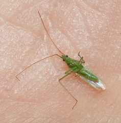 Trigonotylus
