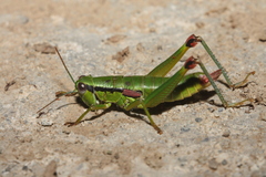 Odontopodisma decipiens