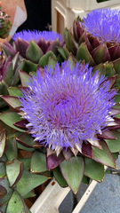 Cynara cardunculus