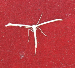 Emmelina