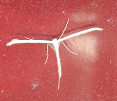 Emmelina