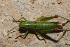 Odontopodisma decipiens