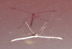 Emmelina