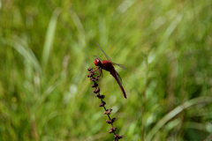 Crocothemis servilia mariannae