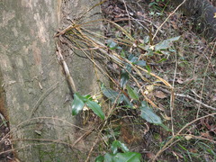 Dendrobium tetragonum