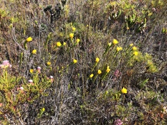 Lachnaea aurea