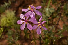 Burchardia rosea