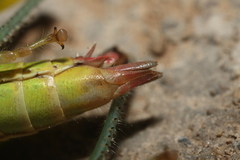 Odontopodisma decipiens