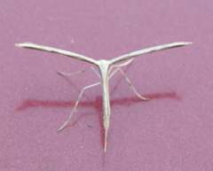 Emmelina