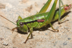 Odontopodisma decipiens