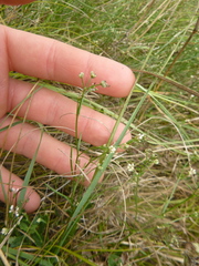 Asperula cynanchica