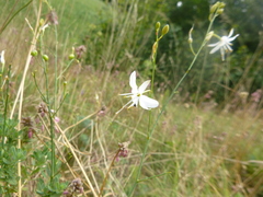 Anthericum ramosum