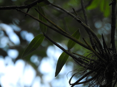Dendrobium gracilicaule