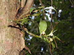 Dendrobium tetragonum