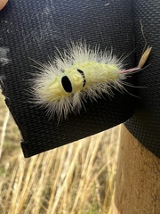 Calliteara pudibunda