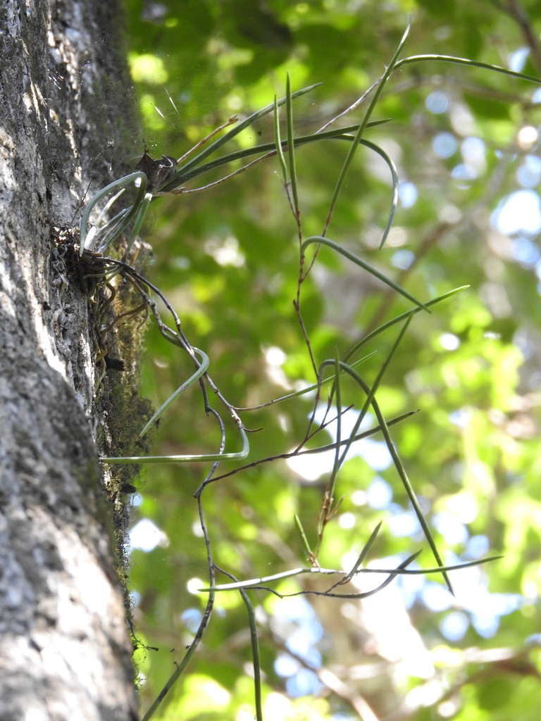 Straggli Straggly Pencil Orchid in August 2022 by Scott W. Gavins · iNaturalist