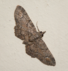 Pasiphilodes testulata