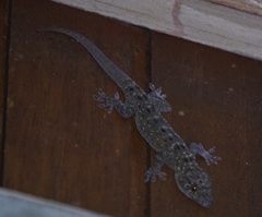 Gekko monarchus