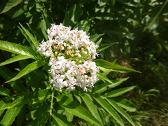 Sambucus ebulus