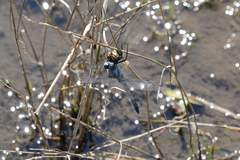 Orthetrum albistylum speciosum