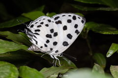 Tajuria maculata